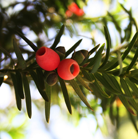 Tejo (Taxus baccata)